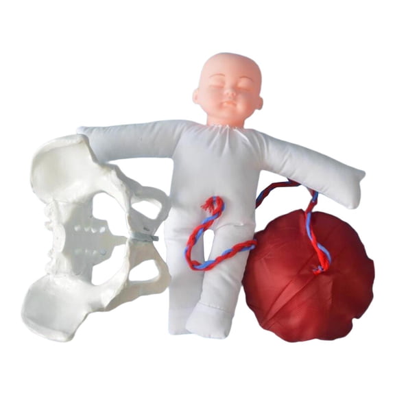 yotijay Female Pelvic Model Childbirth Model Training Model Educational Tool for