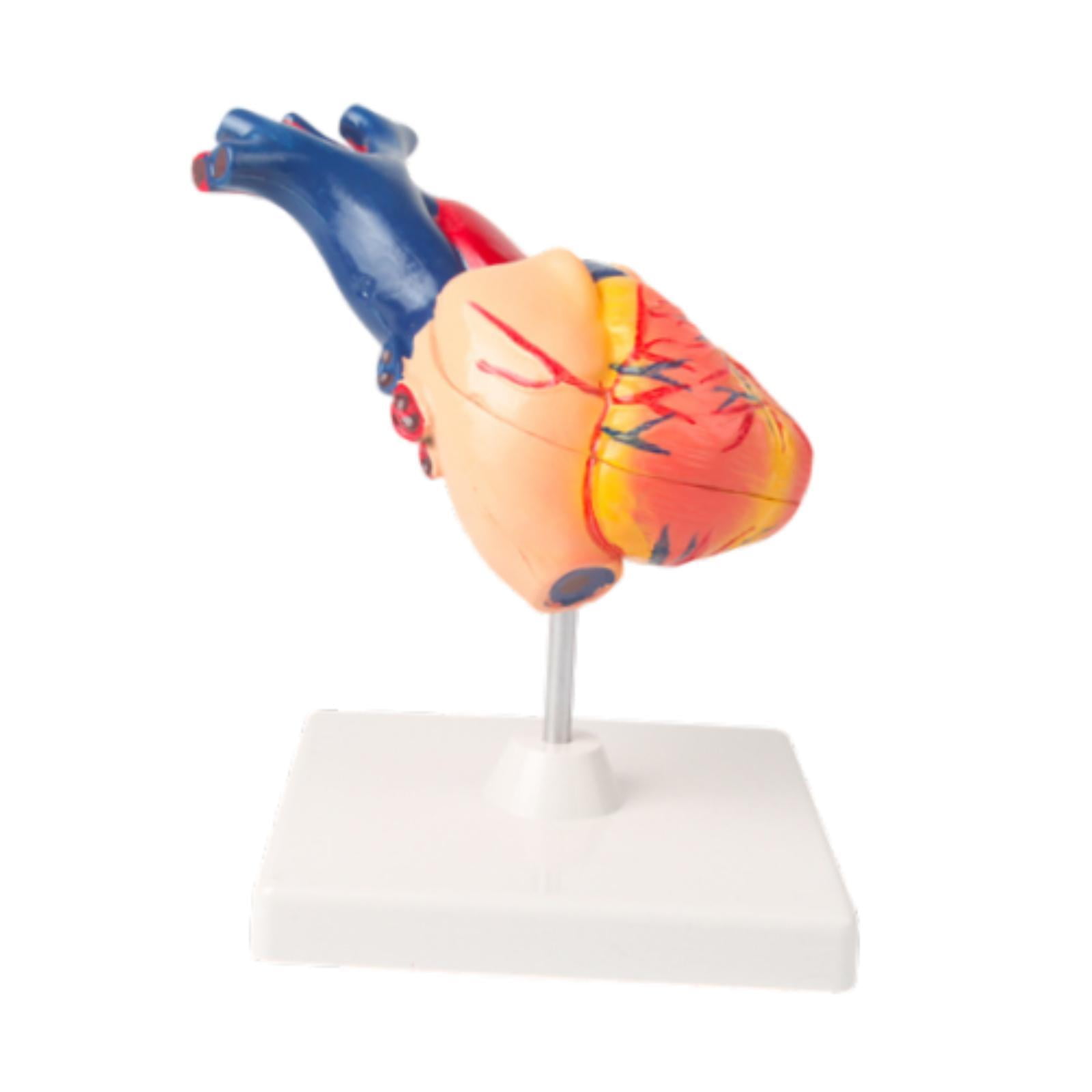 yotijay Human Heart Model Educational Cardiac Anatomical Model for Classroom Science