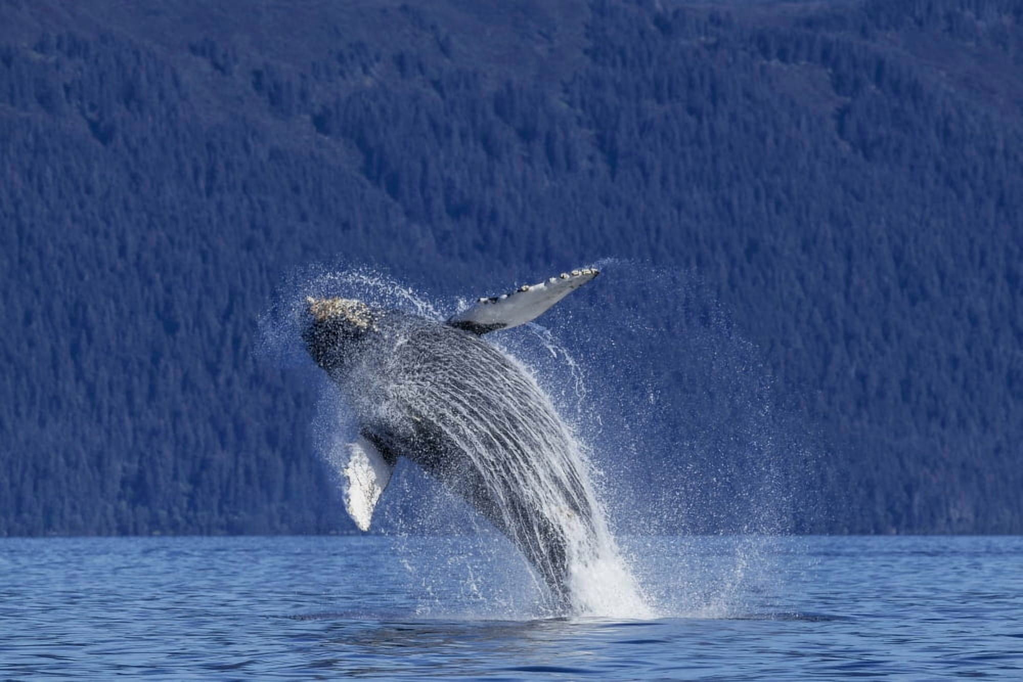 A young Humpback Whale leaps from the calm waters of the Stephens Passage near Tracy Arm Southeast Alaska USA Canvas Art - John Hyde Design Pics (19 x 12)