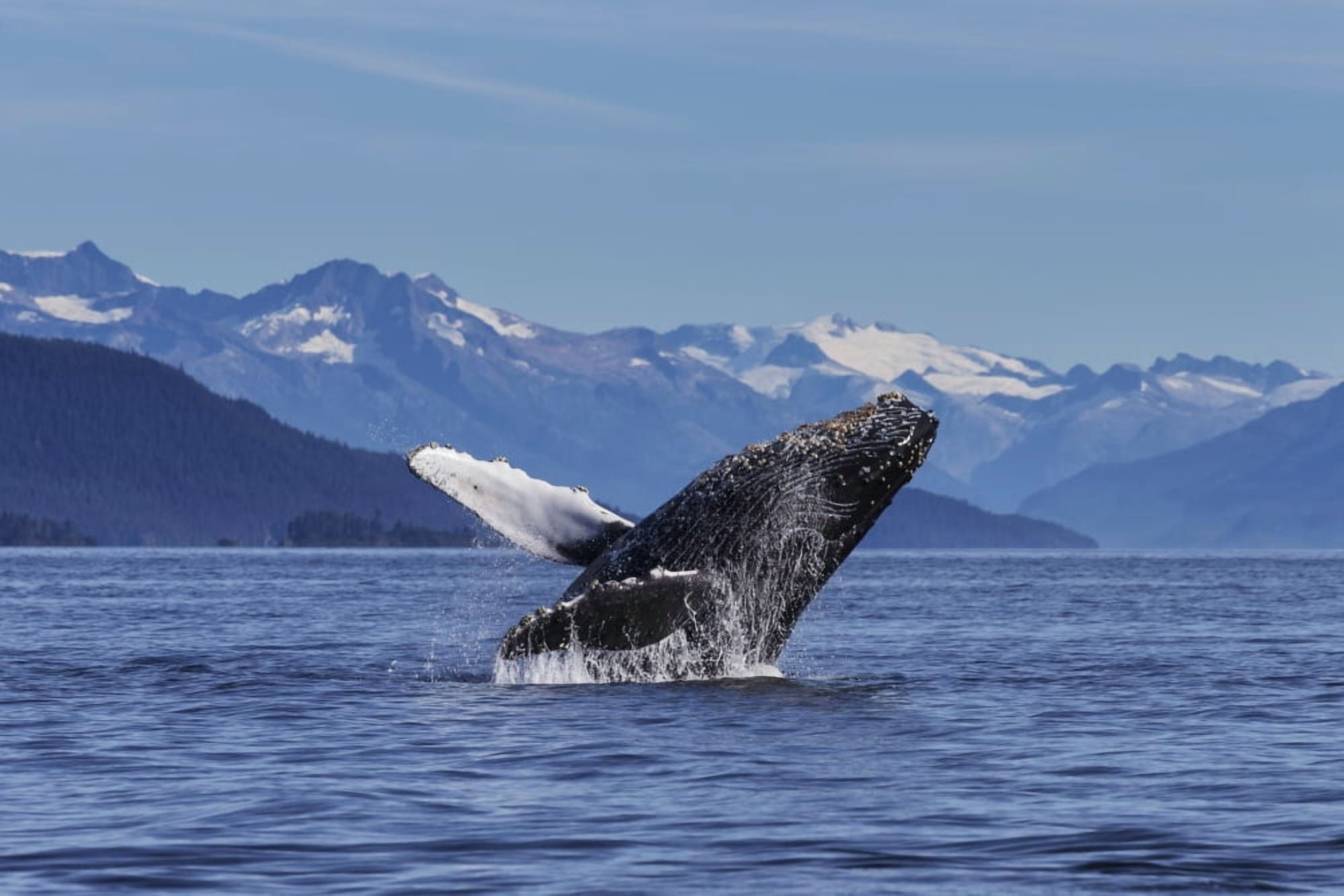 A young Humpback Whale leaps from the calm waters of the Stephens Passage near Tracy Arm Southeast Alaska USA Canvas Art - John Hyde Design Pics (19 x 12)
