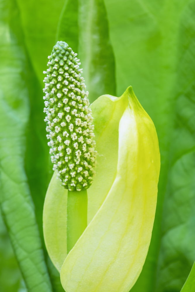 A young Western Skunk Cabbage (Lysichiton americanus) blooming Ketchikan Alaska United States of America Canvas Art - Kevin Smith Design Pics (12 x 19)