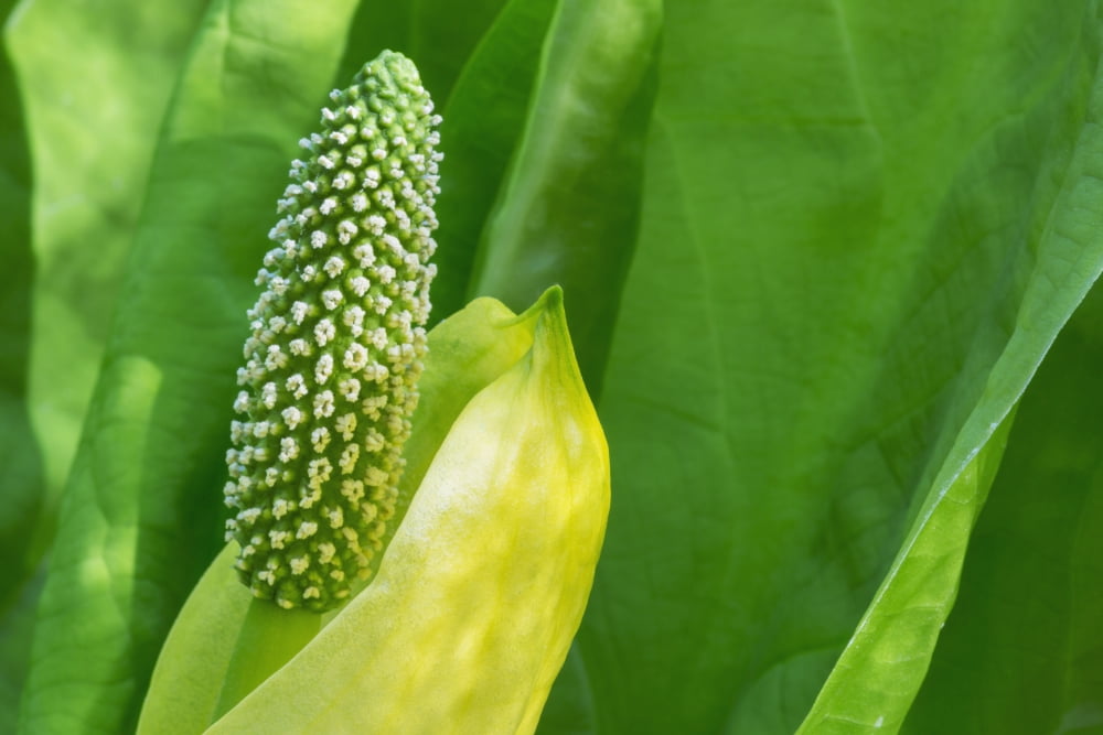 A young Western Skunk Cabbage (Lysichiton americanus) blooming Ketchikan Alaska United States of America Canvas Art - Kevin Smith Design Pics (19 x 12)