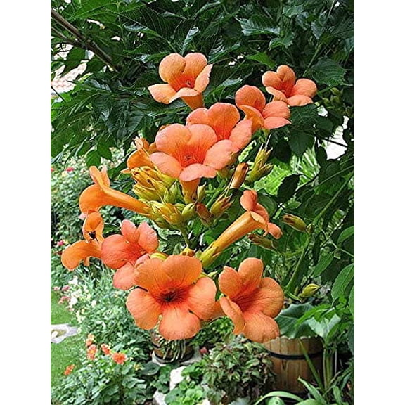 yunakesa 25 Seeds Orange Hummingbird Trumpet Creeper Campsis Radicans Vine Flower Lulu Certified Can Grow in Pot/Garden