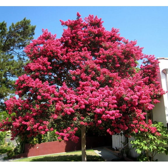 yunakesa Crape Myrtle Seeds 50 Count Lagerstroemia Indica Tree Seeds, Fast Showy Fall Color
