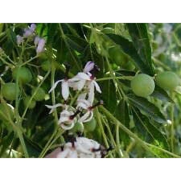 yunakesa Melia Azedarach | Chinaberry Tree | Syringa Berry Tree | Cape Lilac | 10 Seeds, Gardening and Planting