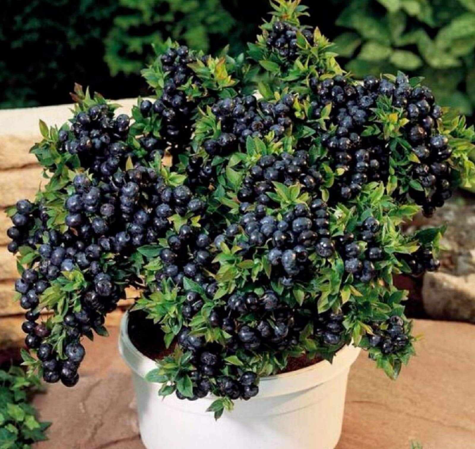 zellajake 50+Blueberries Seeds Heirloom Plants Berry Seeds Home Garden  Bonsai - Walmart.com