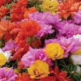 thumbnail image 1 of zellajake Rare Flower Seeds Portulaca Moss Rose Happy Trails Ground Cover Plant Seed Mix 2000+ Seeds, 1 of 3